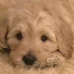 Diana Flint - @chester_pilbaragroodle - Instagram