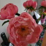 Diana Forrest - @docdi.forrest - Instagram