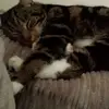 diana gordon - @diana.gordon - TikTok