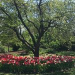 Diana L. Goulding - @dianalynnil - Instagram