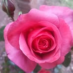 Diana Heather - Facebook