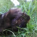 Diana Hendricks - @taboocat66 - Instagram