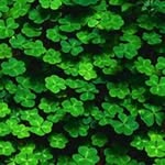 Diana Herbert - @lipstick518 - Instagram
