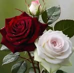 Diana Hicks - Facebook