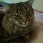 Diana Higgins - @dianahiggins4988 - Instagram