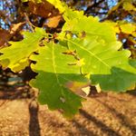 Diana Hörner - @_dia_na_2020 - Instagram