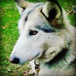 Diana Horner - @wolflover_8765 - Instagram