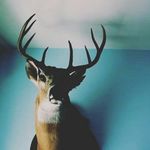 Diana.Huff - @diana.huff - Instagram