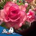 Diana Geiser - Facebook