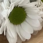 Diana Khalaf - @dianakhalaf01 - Instagram
