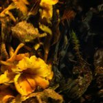 Diana Kirk - @can_you_love_denmark_like_me_ - Instagram