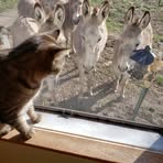 Diana Larkin - Facebook