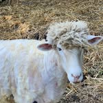 Diana Layman Darnell - @goofysheep1 - Instagram