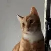 dianamacfarlane4 - @dianamacfarlane4 - TikTok