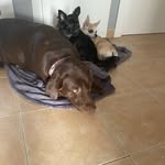 Diana, Manuel y Rita y mis hermanas felinas Bianca y Marilo🐶🐱 - @chihu_choco - Instagram