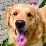 Diana Muller - @dianadogmuller - Instagram