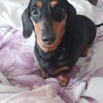 Diana Nicholson - @ellasscrapes - Instagram