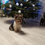 Keisy Diana Noble Darling - @miss_pejskuuu - Instagram