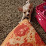 Diana Ocasio - @mochi.puppy.chimchim - Instagram