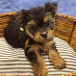 Diana Olson - @freedompups19 - Instagram