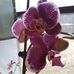 Diana Olson - Facebook