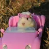 Diana Pasquini - @diana.pasquini - TikTok