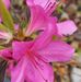 Diana Randolph - Facebook