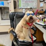 Diana Rick - @kirby_the_therapy_dog - Instagram