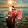 Diana roe - @diana_67902 - TikTok