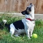 Diana Excheshiredogtransport Rogers - @dianarogers2311 - Instagram