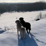 Diane Abel - @dianeabel36 - Instagram