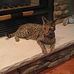 Diane Abramson - Facebook