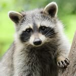 Dianne Aitken - @raccoonhouse1992 - Instagram