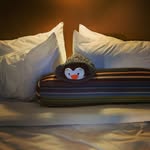 Diane Ashbaugh - @dashbugha - Instagram