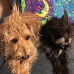 Diane Ayres - @ayrwolf123 - Instagram