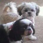 Diane  Barnhill - @doggymom2 - Instagram
