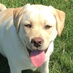 Diane Bateman - @malithedog - Instagram