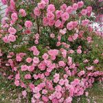 Diane Bateman - @diane.bateman.10 - Instagram