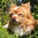 Diane Beasley - @dachsie1960 - Instagram