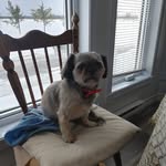 Diane Bergeron - @dianebergeron1605 - Instagram