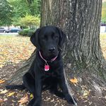 Diane Beyer - @dianesmeadow - Instagram