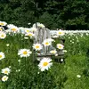 dianebeyer2 - @dianddogs - TikTok