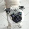 dianebeyer566 - @dianebeyer566 - TikTok