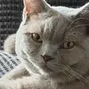 Diane Blackwell - @diane.blackwell2 - TikTok