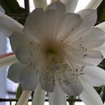 Diane Blank - @syringa79 - Instagram