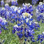 Diane Blanton Shubert - @dshubert78 - Instagram