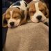 Diane Blyth - Facebook