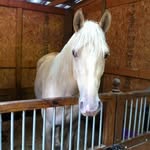 Diane Breton - @windwalkertwh - Instagram