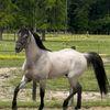 Diane Breton - @diane.breton63 - TikTok