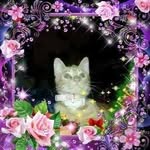 Diane Bellanca - @dianebrett9834 - Instagram